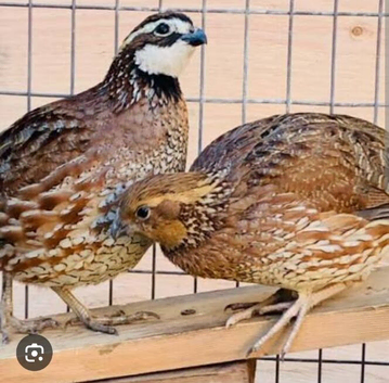 Bobwhite Quail and hatch eggs for sale