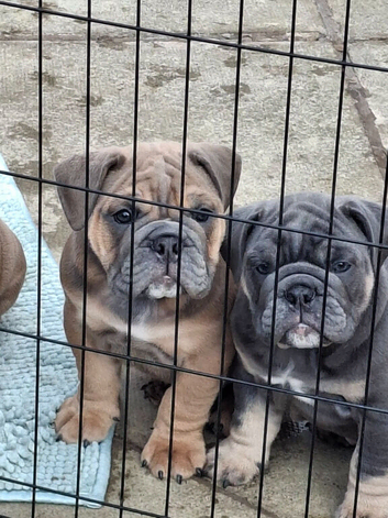 English Bulldog Puppies