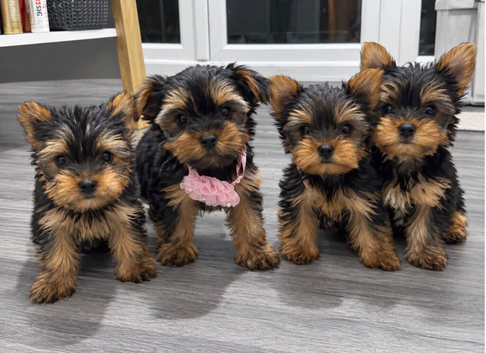 4 beautiful Yorkshire puppies