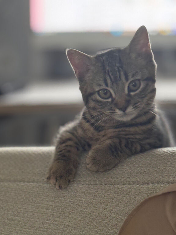 British shorthair mix