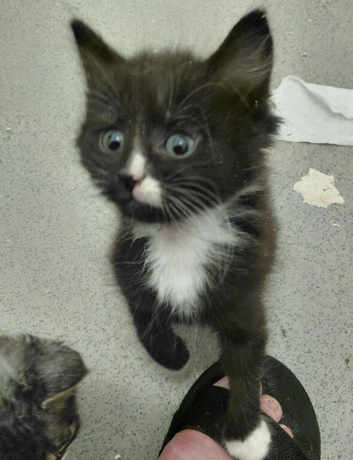 Beautiful kittens