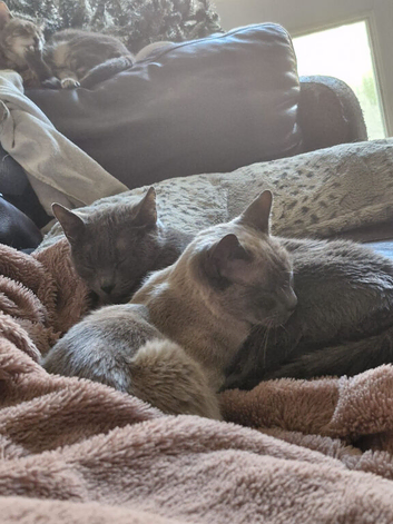 Thai x Russian blue 5yrs