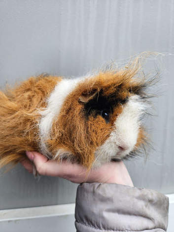 Tri swiss boar