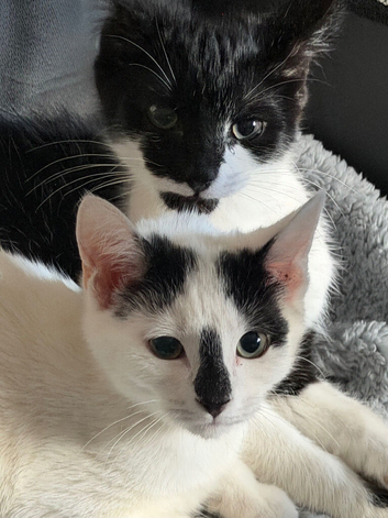 Lovely cute kitten available