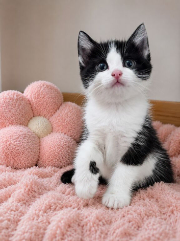 Ragdoll Cross