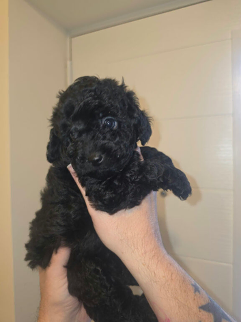 Shihpoo puppies for sale