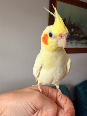 Heartbreaking Sale &ndash; Three Beautiful Hand-Tame Cockatiels Looking for Loving Forever Homes