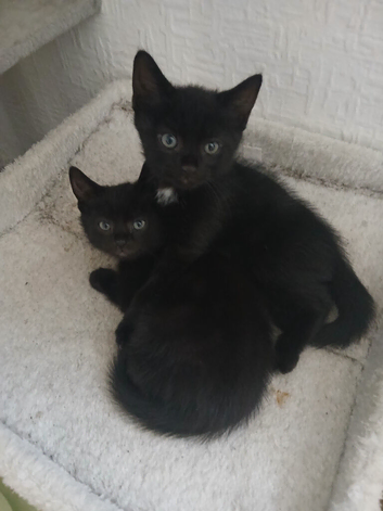 2 boy kittens