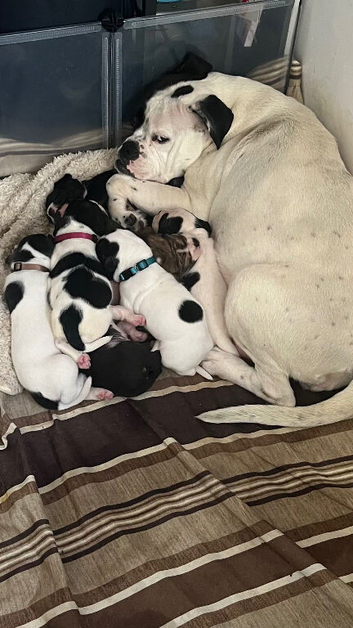 9wk old male ready to go!
