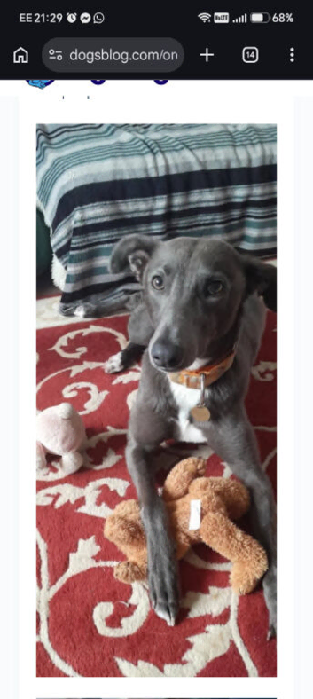 6 month old female lurcher puppy