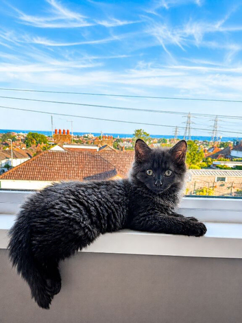 Stunning 4 Month Old Long Haired Male Kitten