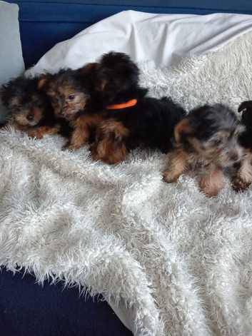 5 beautiful Chorkie pups looking for a forever lovely home 4 girls 1 boy