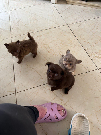 Long haired chihuahua boys