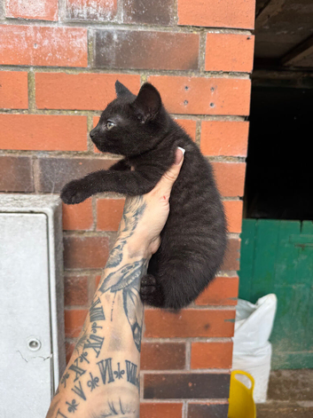 Bengal X rag doll