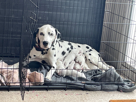 Dalmation Puppies