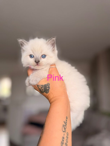 Purebred Blue Point & Blue Mitted Ragdoll