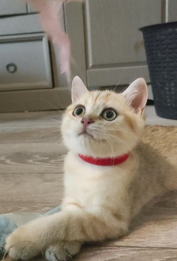 Inteligent Golden British Shorthair Girl Must View & READY