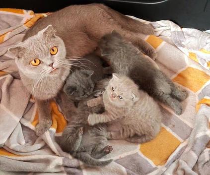 Beautiful Scottish Fold Kittens &ndash; &pound;500 Each