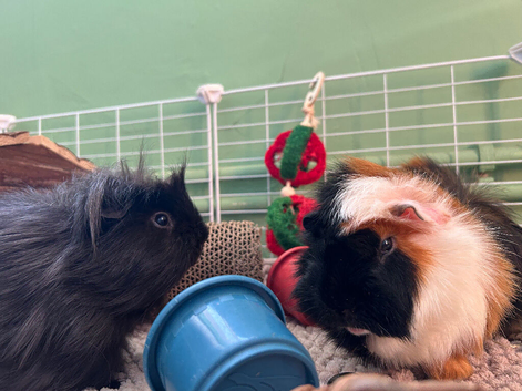 2 Male Bonded Guinea Pigs