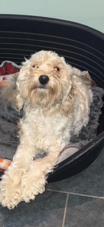 Beautiful  cavapoo nelly