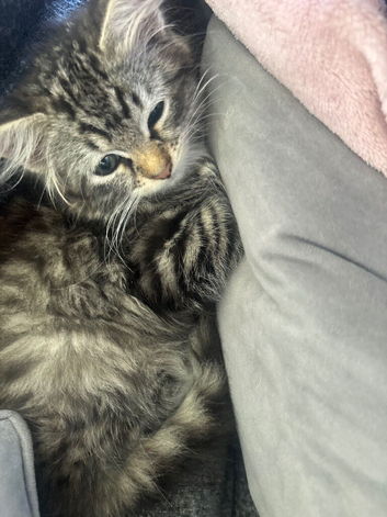 2 kittens 8weeks both for &pound;175 or each &pound;100