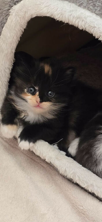 Kittens looking for their new home