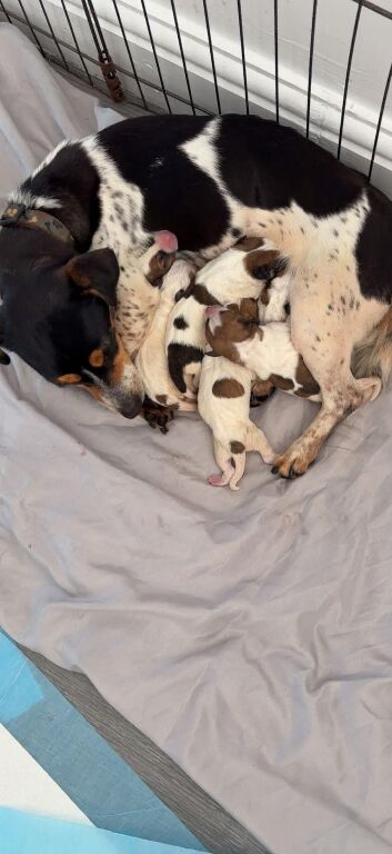 Jack Russel pups