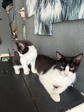 Kittens ready to go