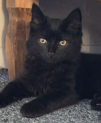 Male kitten