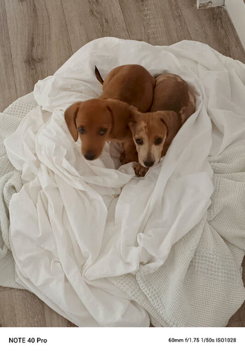 Dapple Dachshund