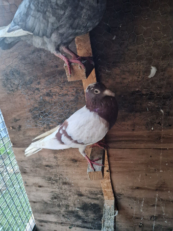 A good, healthy bird