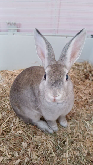 Mini rex doe