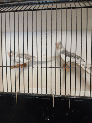 Cockatiels to breed Cin-Pl-Albino for sale