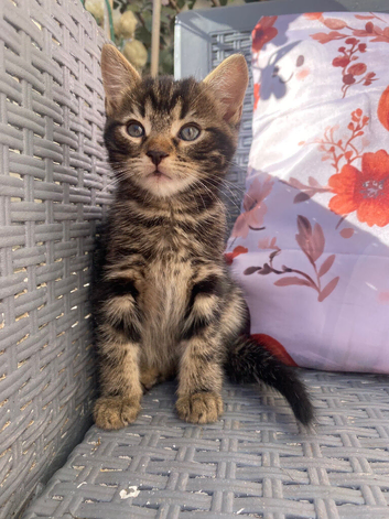 Male kittens ready now