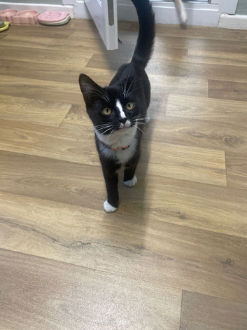 6 month old male tuxedo