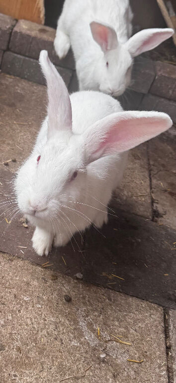 White red eyes male
