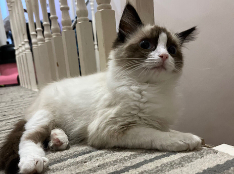 1 last boy ragdoll
