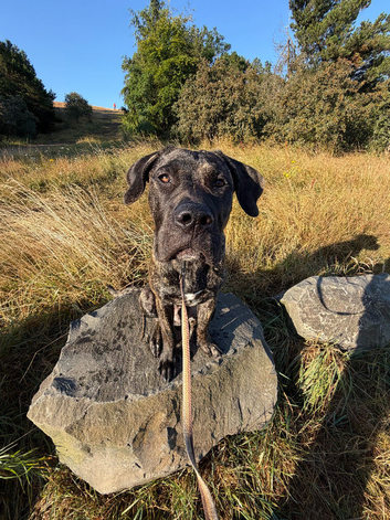 Walkies and whiskers