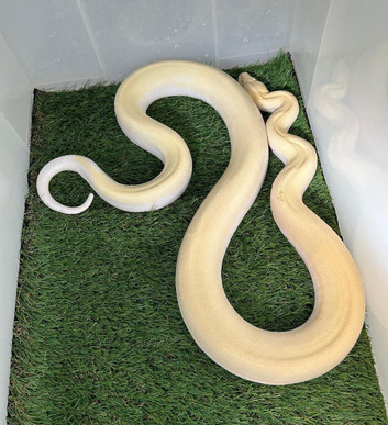 Rare Ivory Albino  blizzard Burmese