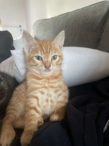 Kittens