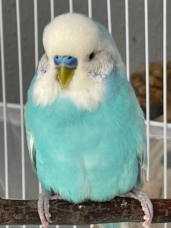 Male budgie