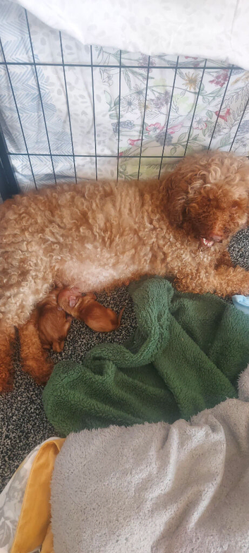 Cockapoo puppys