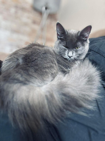 Beautiful grey/black with blue eyes British long haired kittens
