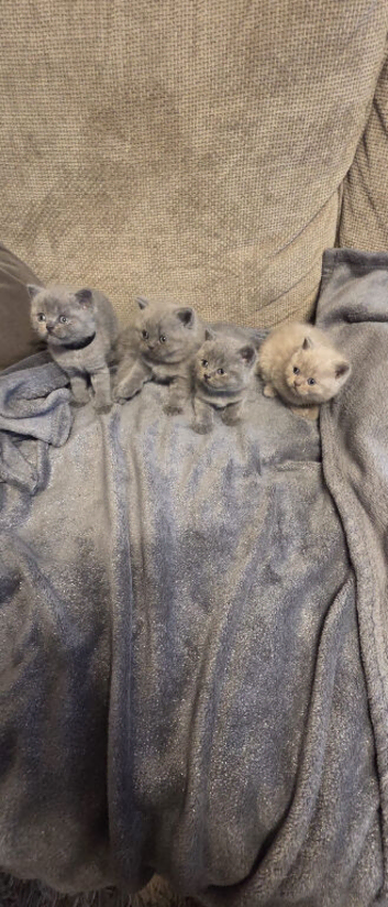 GCCF registered British shorthair kittens