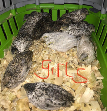 SEXED QUAILS/CHINESE PAINTED BUTTONS!