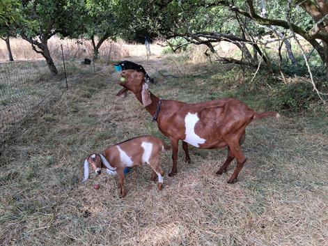 Registered Anglo Nubian Nanny for Sale