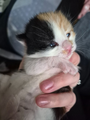 2 beautiful kittens left