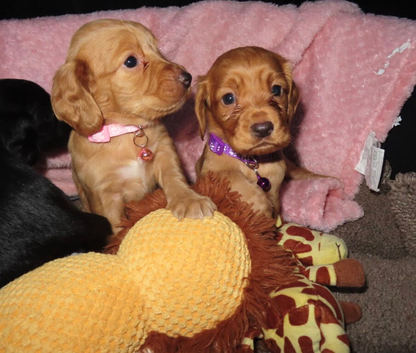 Stunning cocker spaniel puppies