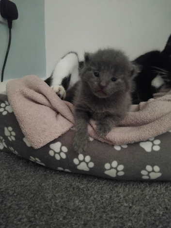 2 Grey kittens