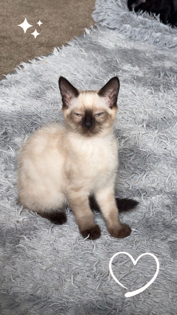 Lovely cute Siamese cross